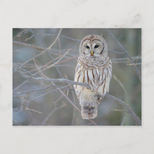 Barred Owl Strix Varia Briefkaart
