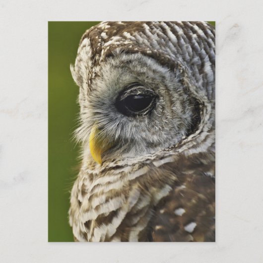 Barred Owl, Strix varia, Michigan Briefkaart (Voorkant)