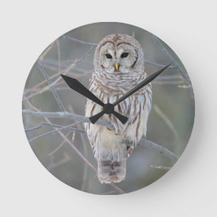 Barred Owl Strix Varia Ronde Klok
