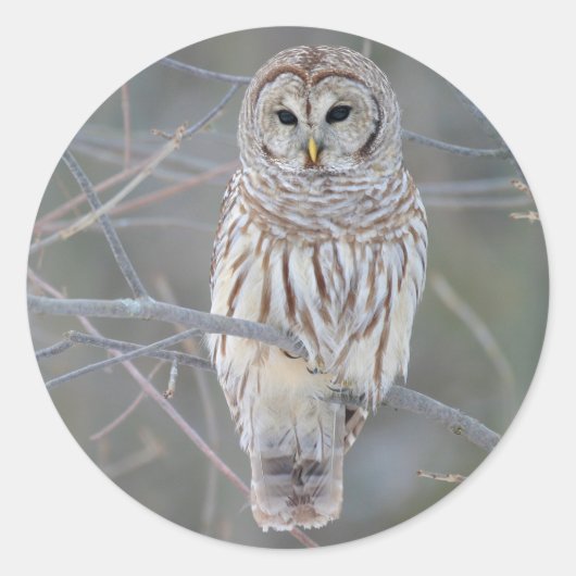 Barred Owl Strix Varia Ronde Sticker (Voorkant)