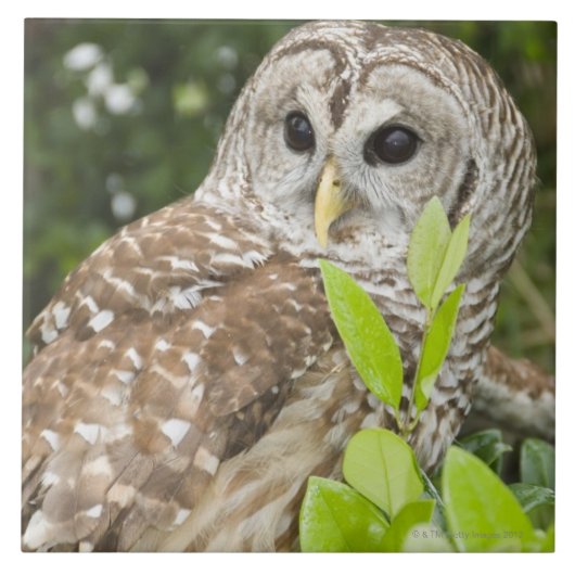 Barred Owl Tegeltje (Voorkant)