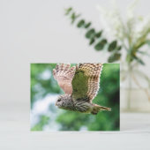 Barred Owl tijdens de vlucht Briefkaart (Staand voorkant)