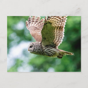 Barred Owl tijdens de vlucht Briefkaart
