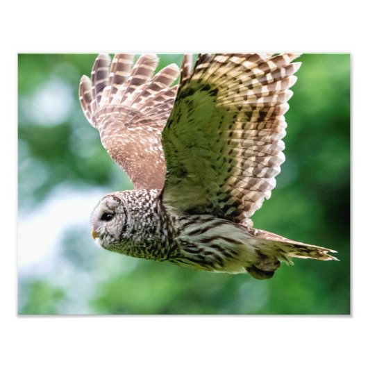 Barred Owl tijdens de vlucht Foto Afdruk (Voorkant)