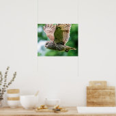 Barred Owl tijdens de vlucht Poster (Keuken)