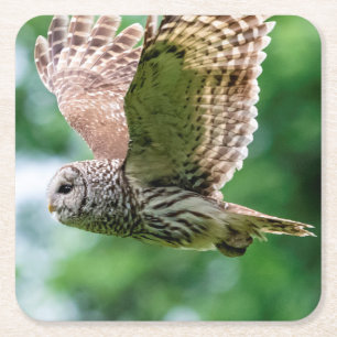 Barred Owl tijdens de vlucht Vierkante Kartonnen Onderzetter