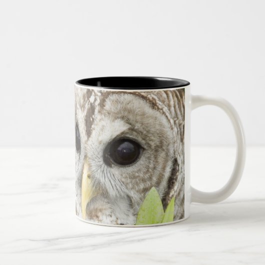 Barred Owl Tweekleurige Koffiemok (Rechts)