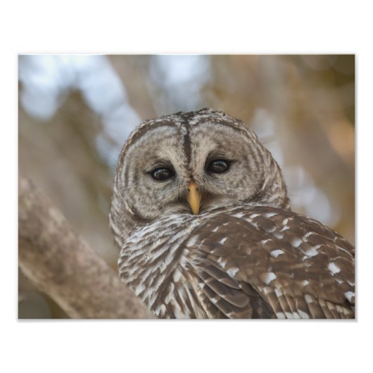 Barred Owl Wildlife Afbeelding Foto Afdruk (Voorkant)