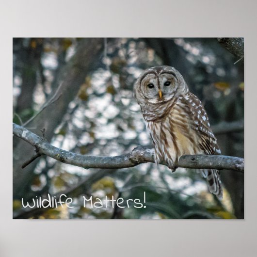 Barred Owl Wildlife Matters! Poster (Voorkant)