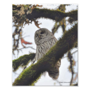 Barred Owl Winking Foto Afdruk
