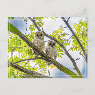 Barred Owlets Springtime Briefkaart