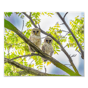 Barred Owlets Springtime Foto Afdruk