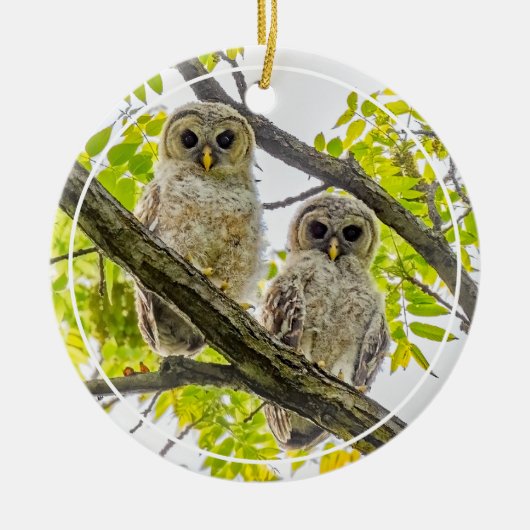 Barred Owlets Springtime Keramisch Ornament (Voorkant)