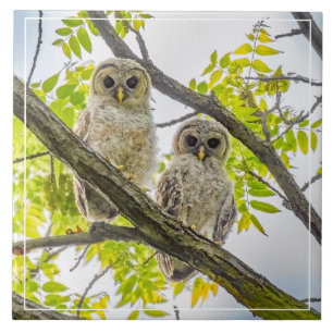 Barred Owlets Springtime Tegeltje