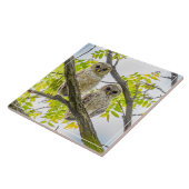 Barred Owlets Springtime Tegeltje (Zijkant)