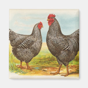  Barred Plymouth Rock Chickens Magnet Magneet