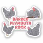 Barred Plymouth Rock Chickens Sticker (Voorkant)