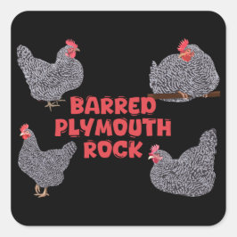 Barred Plymouth Rock Chickens Vierkante Sticker