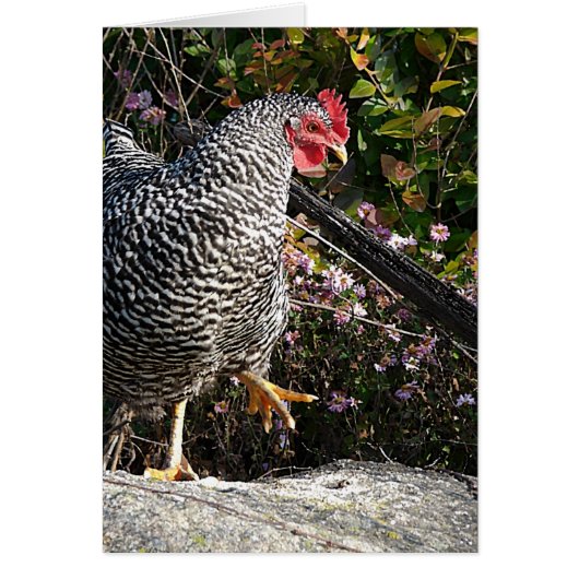 Barred Rock (Voorkant)