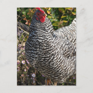 Barred Rock Briefkaart