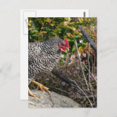 Barred Rock Hen Briefkaart (Voorkant / Achterkant)