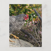 Barred Rock Hen Briefkaart (Voorkant)