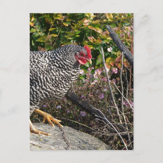 Barred Rock Hen Briefkaart (Voorkant)