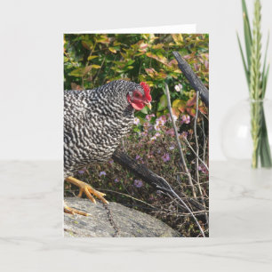 Barred Rock Hen Kaart