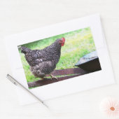 Barred Rock hen op kruiwagen Sticker (Envelop)