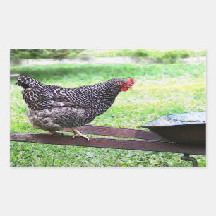 Barred Rock hen op kruiwagen Sticker
