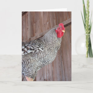 Barred Rock Rooster Kaart