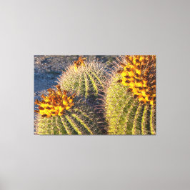 Barrel Cacti Canvas Afdruk