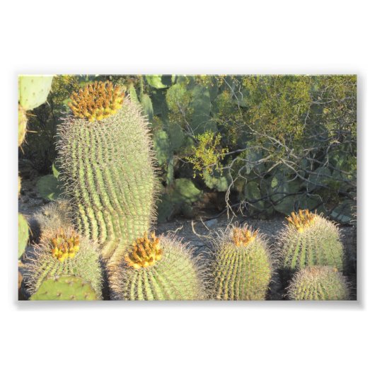 Barrel Cacti Photo Print Foto Afdruk (Voorkant)