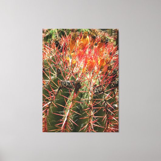 Barrel Cactus Canvas Afdruk (Voorkant)