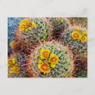 Barrel cactus close-up, Californië Briefkaart