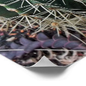 Barrel Cactus Foto Mexico - zuidwest Cacti Poster (Hoek)