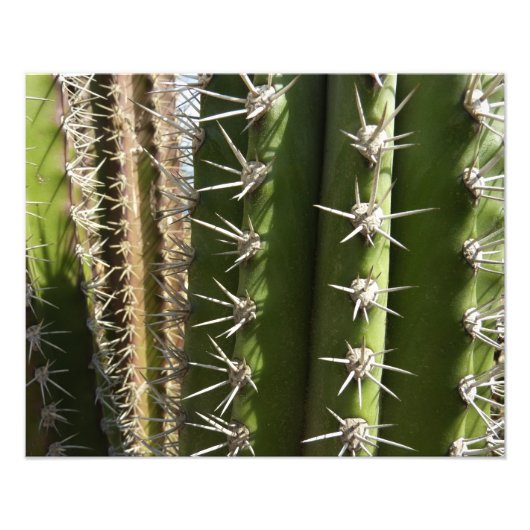 Barrel Cactus II Désert Nature Photo (Devant)