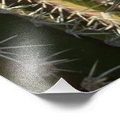 Barrel Cactus II Désert Nature Photo (Coin)