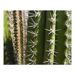 Barrel Cactus II Desert Natuur Foto Afdruk