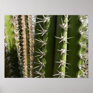 Barrel Cactus II Desert Natuur Foto Poster
