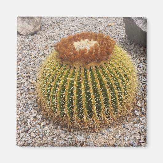 Barrel Cactus Magneet (Voorkant)