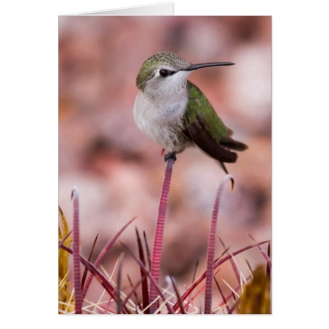 Barrel Cactus Roosting (Voorkant)