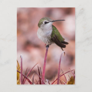 Barrel Cactus Roosting Briefkaart