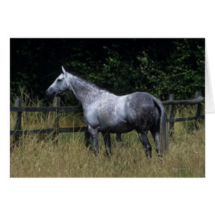 Barrière se tenante prêt de cheval de pur sang