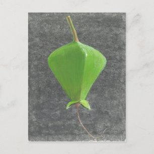 Barringtonia Acutangula Briefkaart