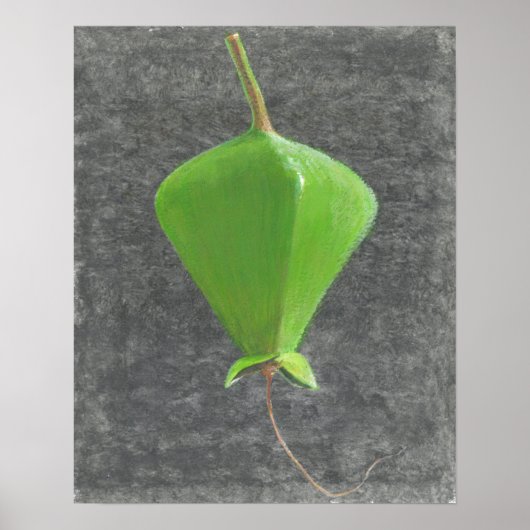 Barringtonia Acutangula Poster (Voorkant)