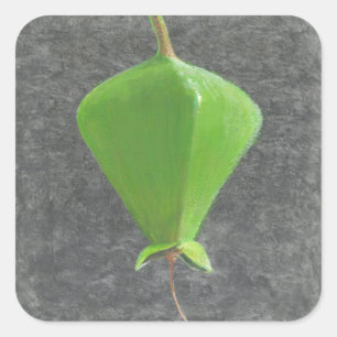 Barringtonia Acutangula Vierkante Sticker
