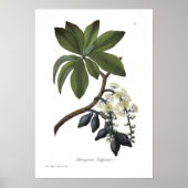 Barringtonia calyptrata poster (Voorkant)