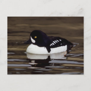 Barrows Goldeneye Wildlife Series # 16 Briefkaart