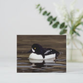 Barrows Goldeneye Wildlife Series # 16 Carte posta (Debout devant)